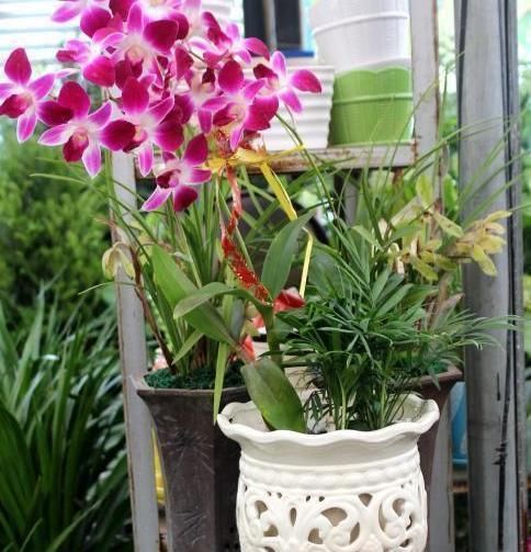  植物|学会制作、使用水果皮酵素养花，什么植物都能养得特别好