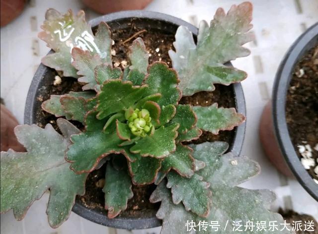 长寿花的花苞长得很少是怎么回事儿?注意这“4点”,让花苞满头