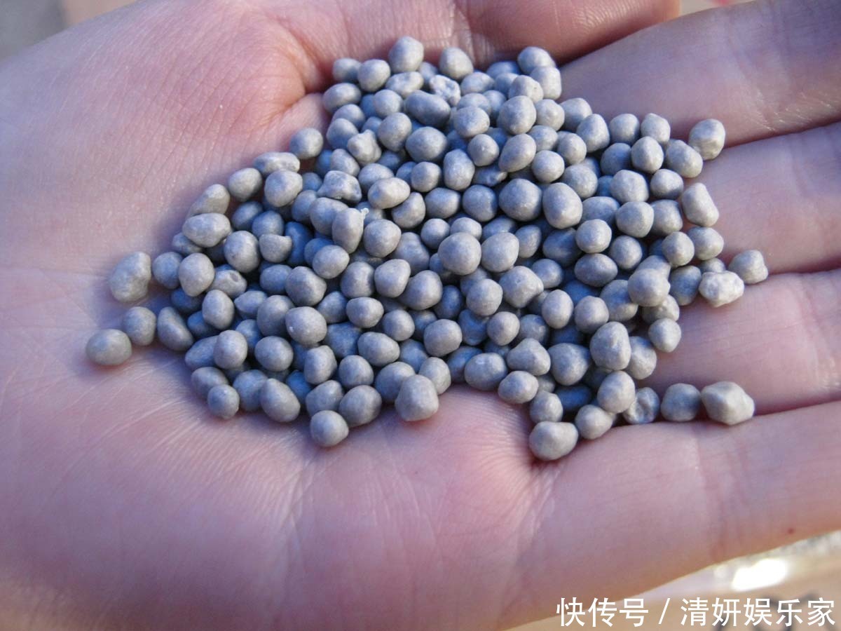 兰花凋谢后,早做3件事,新芽还比老苗多