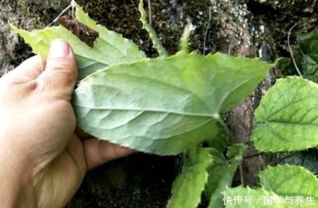 植物|在院子里,看到1种“淫羊藿”,请保护,如今1斤“50元”,珍贵