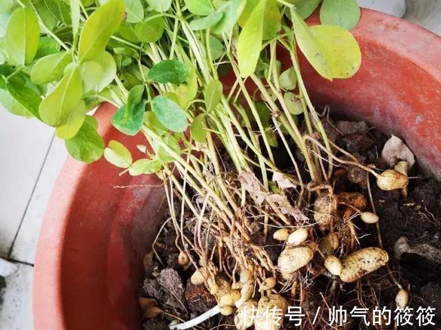 播种花生到底带壳还是不带壳二者哪个更好呢一起来看看