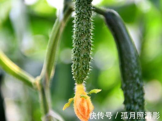 买黄瓜时,如何辨别激素黄瓜菜农记住这四点,再也不会挑错