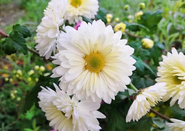 这5种花,都是老中医的最爱,个个都养人,看看你养了哪种