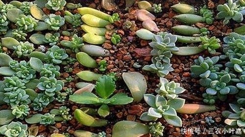 浇水|多肉发根后怎么办 多肉发根后可以浇水吗