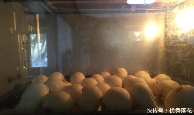 早餐|一个接一个,香甜可口牛奶面包,特别适合儿童早餐时吃