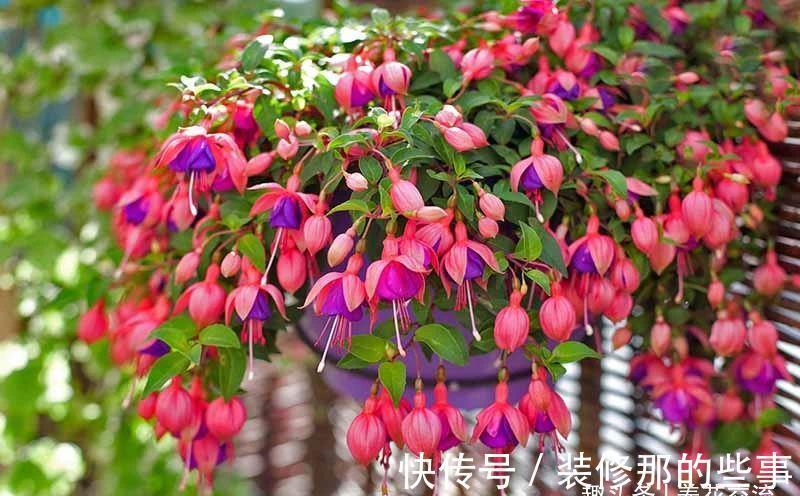 倒挂金钟|刚买的倒挂金钟盆栽如何服盆,怎么才能让它安全度夏?