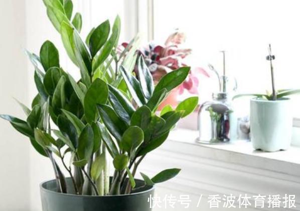 朱顶红|这些“老话”通俗易懂,能叫养花人少走弯路