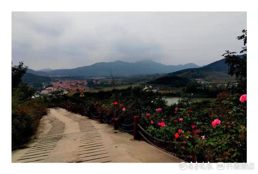 齐长城|寻迹齐长城月季山段，月季花开城墙畔