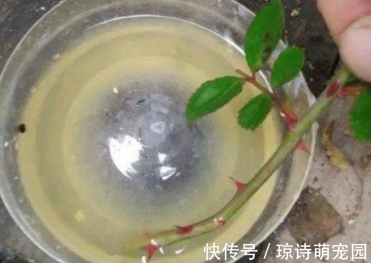 别花钱买生根水给植物泡了,拿这些代替,既有趣又实用