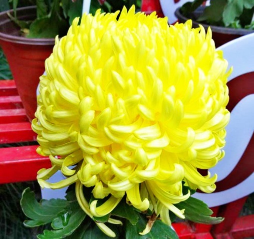 喜欢菊花,就养盆“菊中珍品”唐宇秋歌,似金辉缀宇,金光灿灿