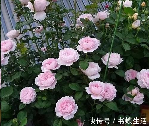 层叠群花|给月季喂点大补肥,15天冒出一圈笋芽,开出层叠群花!
