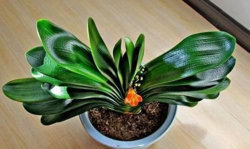 养花还在买花盆学会一招,再不用多花一分钱,一捡一大堆