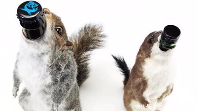 酒精度|苏格兰布鲁德酒厂:用动物的尸体做包装,啤酒卖765美元一瓶