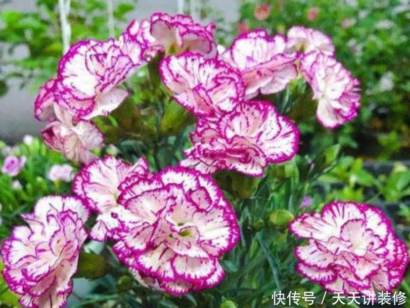 养花就养个花期长的,花大色艳,花朵粉嫩丰腴,绚丽夺目