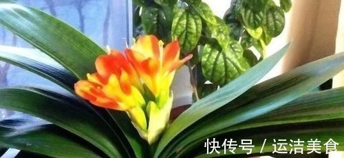 害虫|不想植物烂根、黄叶、招惹害虫,就将这2厨房调料捣碎养花!