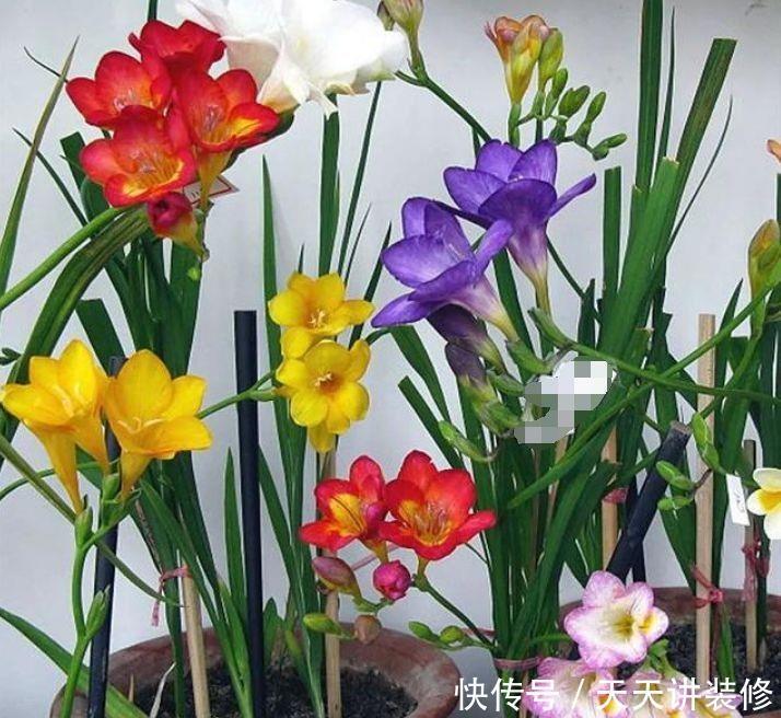 适合新手养的4种花,花期长花量大,枝头花苞满,美极了
