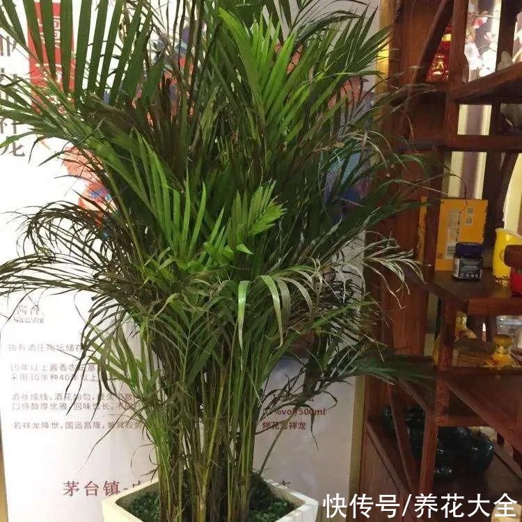 琴叶榕|大叶子耐阴花，室内一定养，叶子比脸大，真凉快