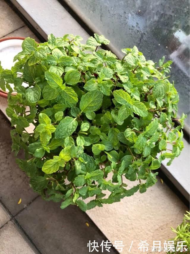 自带香味还能泡水喝的6种花,阳台养一盆,堪比小药箱