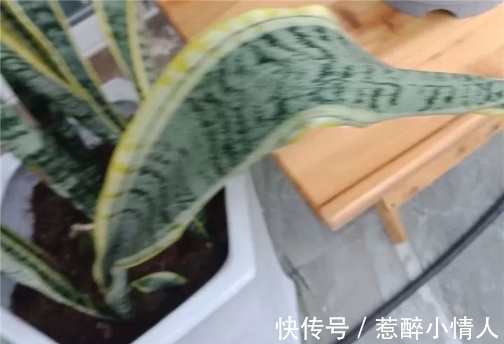 冬天修剪分“轻重”,有的花剪狠了,再也不开花