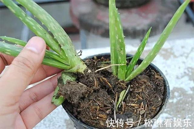 浇水|芦荟一直瘦瘦的,喂点“零食”爱蹿个,新芽也能长不停!