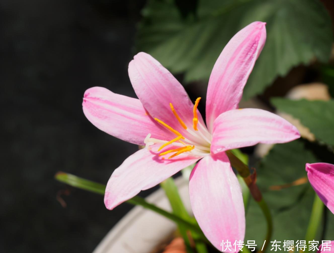 风雨|风雨兰冬季怎么养,可以让它安全过冬?做好这几点还能促进开花