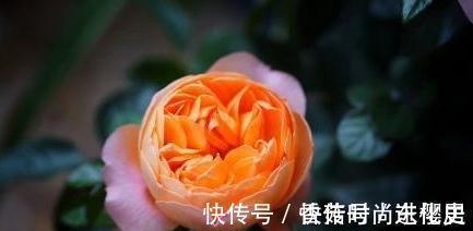 月季|欧月为什么这么受人欢迎,它跟普通月季有什么不一样,今天来说说