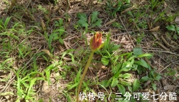 开花不见叶,花叶生生世世永不能相见的植物