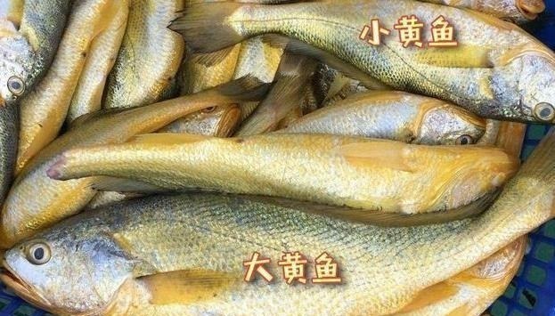 买鱼时,遇到这3种鱼扭头就走,重金属含量高,没营养还浪费钱!