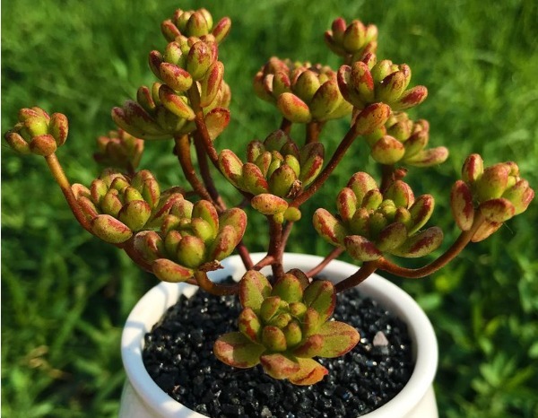 多肉小人祭怎么养护以下3个方面多注意,小人祭养护轻松长势好