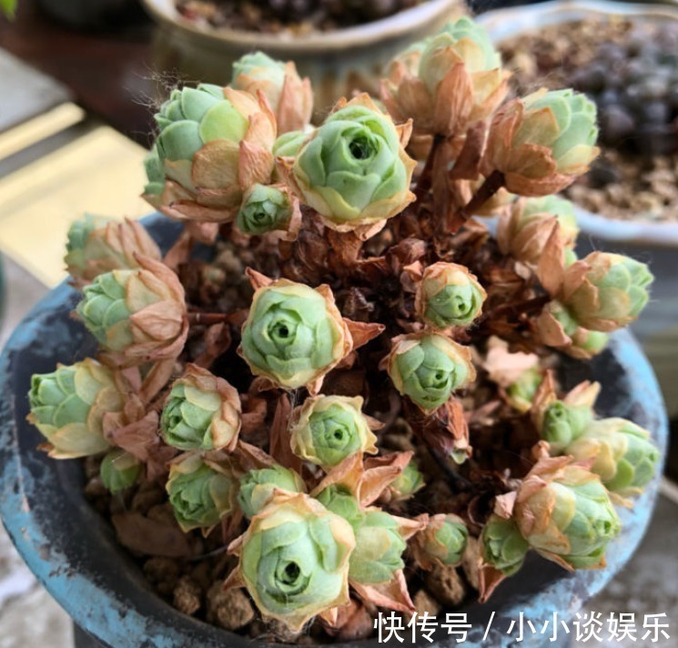 度夏|最容易度夏的10种多肉，全是大普货，皮实好养长得快！