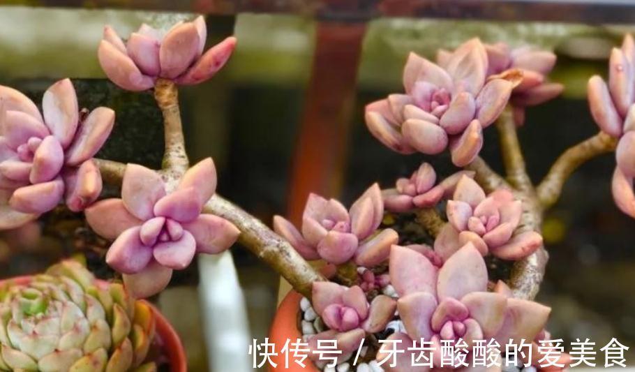 土壤|初冬养多肉,有这4款别急着往屋里搬,冻一冻,茎叶更肥美