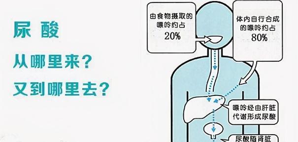 嘌呤|高尿酸血症与痛风的治疗，一招搞定，建议收藏