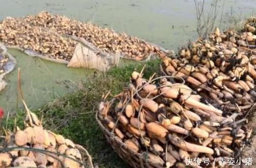 血糖|食物中的天然“降糖药”,每天吃一点,血糖慢慢恢复正常值