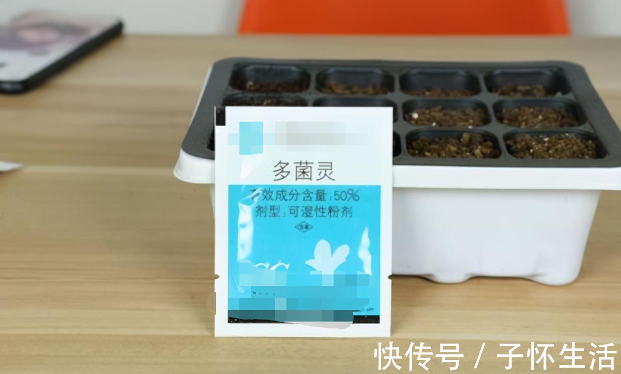 盆栽|挑战用树桩打造盆景,满足这3要求,个个美如画、增值不少