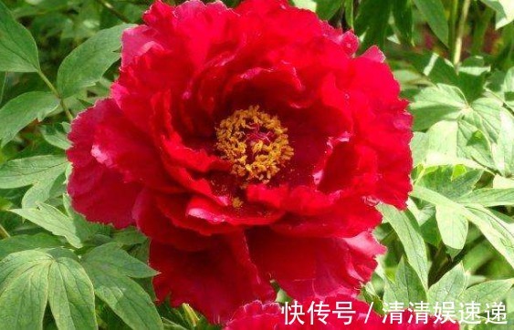 新手养花不如养一盆“芳纪”，花色纯正，香味浓郁，适合盆栽养殖