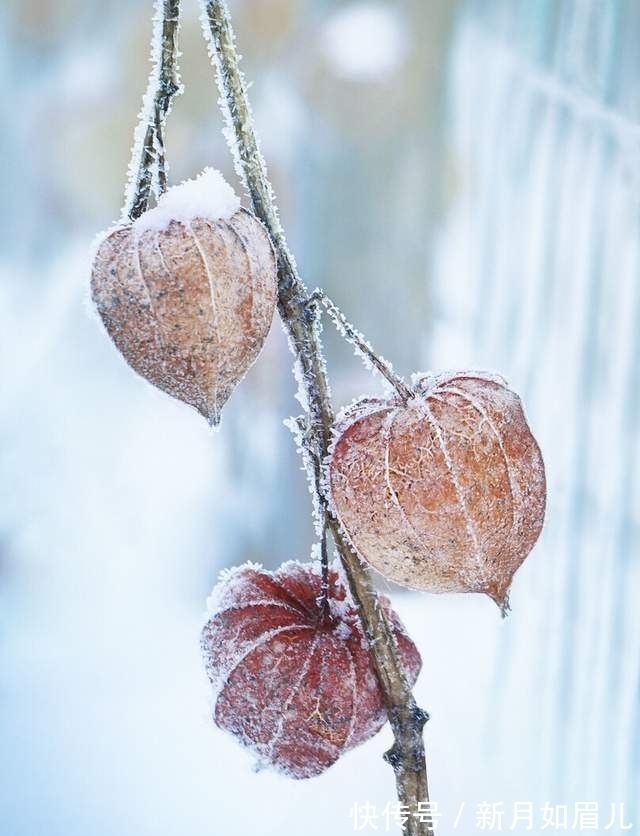 冬天&散文,浅墨初冬,霜露浓
