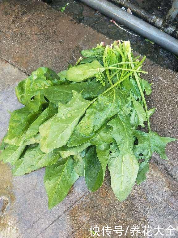 常吃4种蔬菜,能改善便秘状况,比吃药还管用