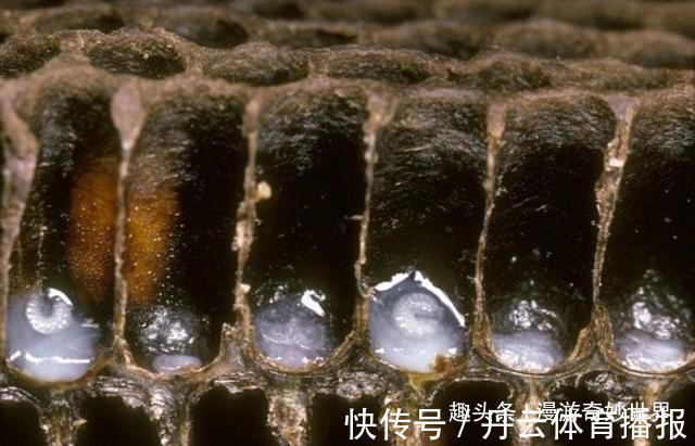 鹦鹉螺&这些东西内部长啥样?25张照片揭示日常事物看不见的一面!