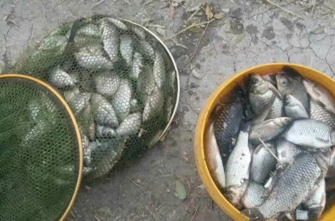 不得不承认:冷天只要有了这“钓法”,大板鲫连竿不在话下!