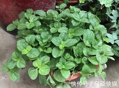 卫生间''除异味''大招放置3种绿植除臭，居家环境更舒适