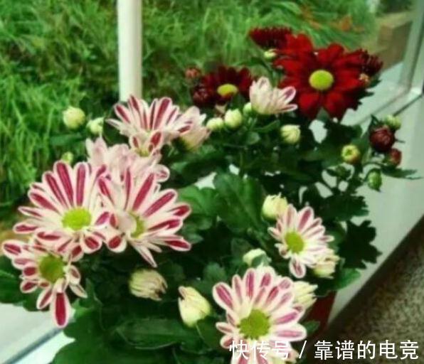 家里养的花卉植物为什么会生病虫害,4个方法帮你解决