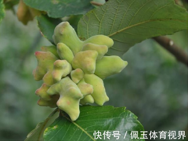 五倍子|老祖宗的好办法:一味中药治牙疼,不用吃,一涂抹就好