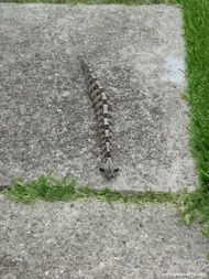 |搞笑GIF:自从有了女朋友 我就喜欢上了这条路