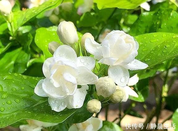 黄泥土|黄泥茉莉花，换盆就用“这种土”，不花钱养分足，每次开花都爆盆