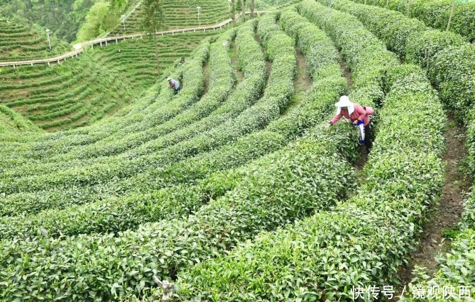 生态镇巴，名茶之乡，在镇巴最美茶园采茶、品茗、观云海