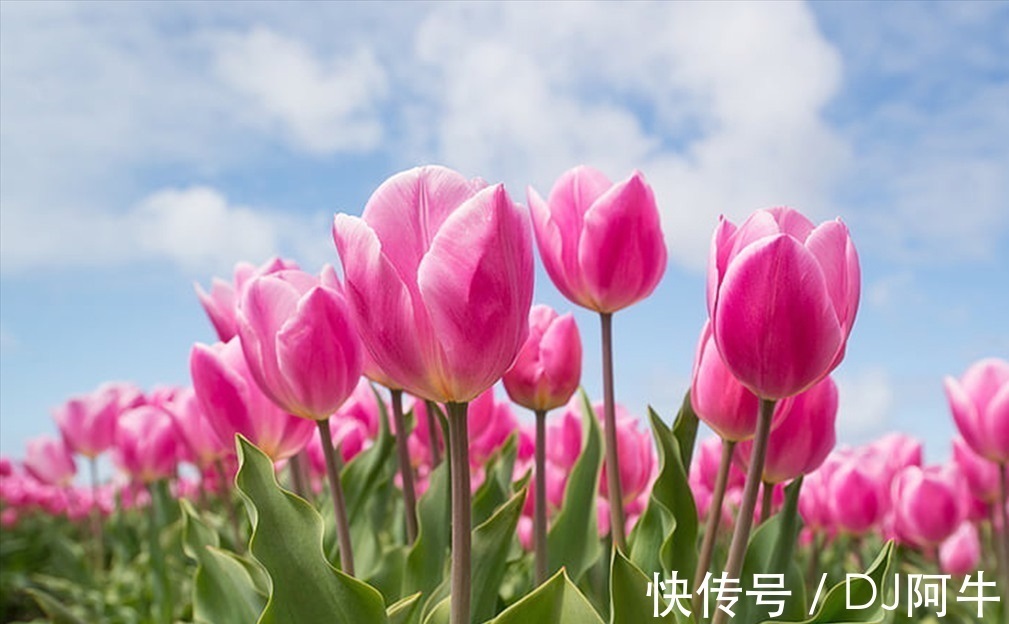 此花有着丰富的花色，有着优雅的花姿，代表的是高贵和善良