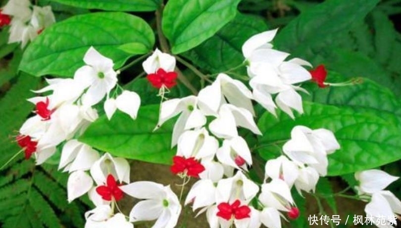 超漂亮的4种花,不怕晒,不怕热,繁花似锦,花美心情好!