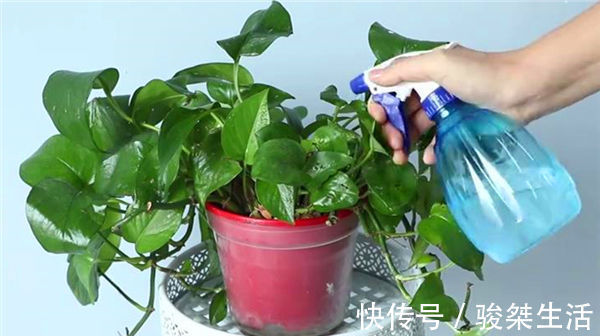 原来绿萝是有毒的家里有的快看看,别不信,等出事再后悔就晚了