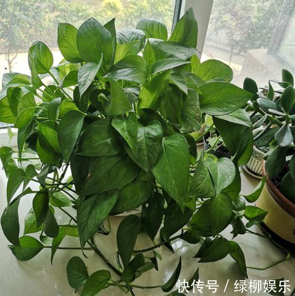 浇水|养绿萝,记住养护“方法”,轻松爬满墙,净化空气效果一级棒
