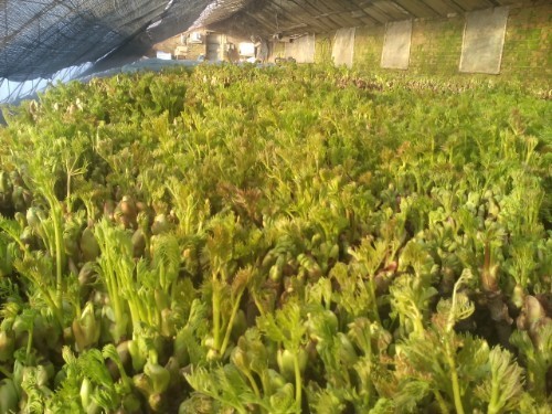 胃溃疡|农村此树上的“嫩芽”,比香椿好吃太多,入药煎水服,缓解胃溃疡